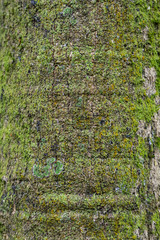 Tree Texture 5