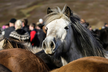 Tête de cheval islandais blanc gris