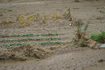 Flood damage caused by typhoon 19 
