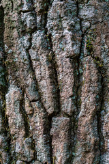 Tree texture 2