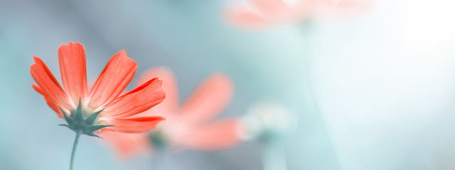 Delicate floral spring or summer border. Beautiful cosmos flowers on a blurred natural background. Soft selective focus. - obrazy, fototapety, plakaty
