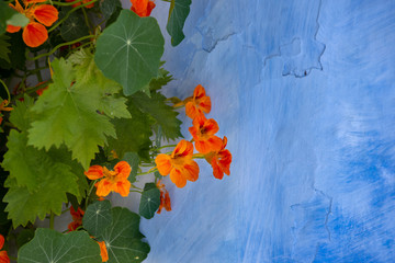 blooming nasturtium on a blue wall