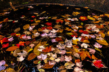 Photo of red leaves in water taken in the autumn season.