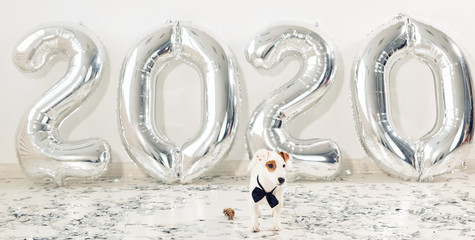 Jack russell terrier dog with balloons in the form of numbers 2020. New year celebration. Silver...