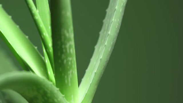 aloe vera plants to buy Desktop Aloe Delivered Tomorrow In NYC, NJ, CT, Boston, Providence,  Washington DC, Baltimore, Philadelphia, Princeton, Long Island, and Upstate  NY By