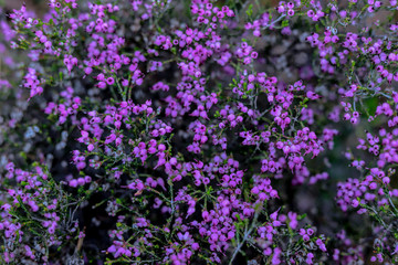 Flores roxas dos gerês