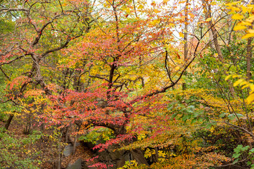 Peak Foliage of trees taken in Central Park, NY
