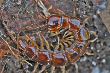 Millepattes
