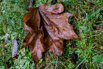 wet maple leaf lying on the grass with pine needles