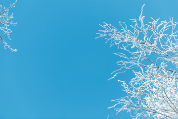Winter landscape with frosty trees and bushes white snowy sunny winter day.