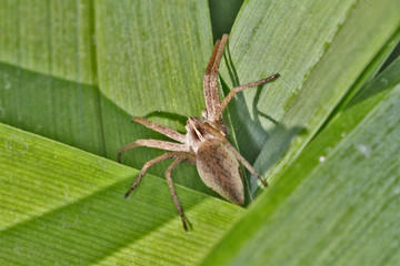 Araignée Pisaura