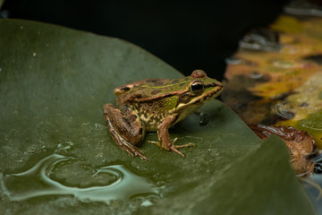 Obraz premium Rã na folha