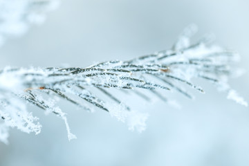 Pine branches covered with hoarfrost. Spruce on sunny winter day. White snow.