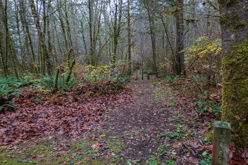 pine trees with yellow shrubbery and fallen leaves at trailhead