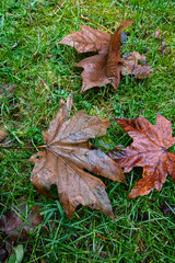 three wet fallen maple leaves on grass in autumn