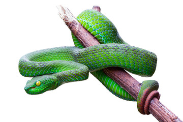 Large-eyed Pit Viper or Trimeresurus macrops, beautiful green snake coiling resting on tree branch with white background and clipping path.