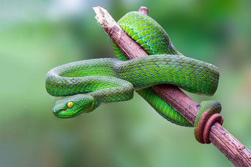 Large-eyed Pit Viper or Trimeresurus macrops, beautiful green snake coiling resting on tree branch with green background , Thailand.