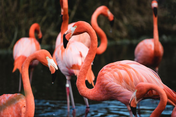 Pink Flamingoes 