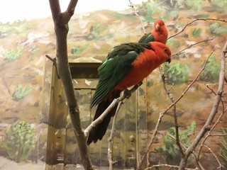 King Parrot (Alisterus Scapularis) in a room with park like painted walls