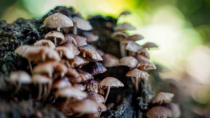 Mushrooms