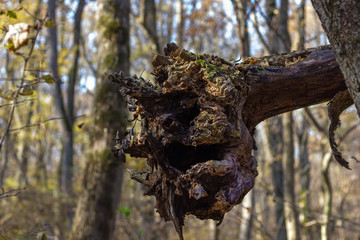 The root of a tree damaged by windfall and hovering on another tree, in a forested area, created...