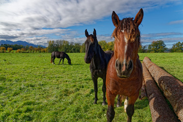 Natur mit Pferden © ralf werner froelich