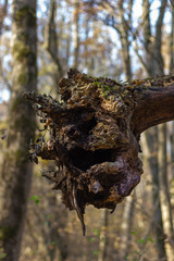 The root of a tree damaged by windfall and hovering on another tree, in a forested area, created...