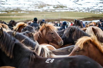Troupeau dense de chevaux islandais