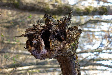 The root of a tree damaged by windfall and hovering on another tree, in a forested area, created...