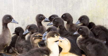 Duck broiler on a home farm