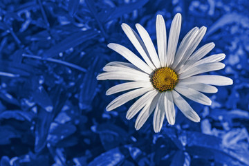 white camomile on a background of blue grass