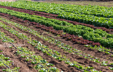 Fototapeta na wymiar The lettuce growing in the field