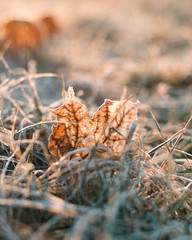 Frost covered leaf on an early winter morning