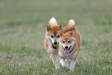 野原で遊んでいる柴犬の家族