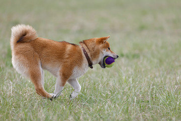 ボールを咥えて走る柴犬