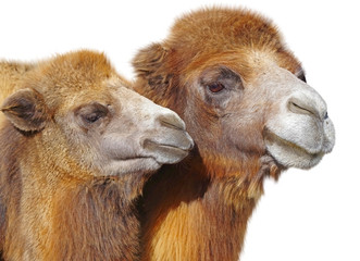 portrait of the big beautiful camels on white