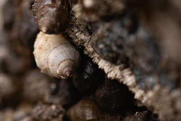 Obraz premium Sea snails on beach rocks