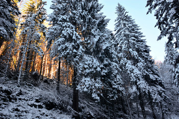 the sun sets behind the snow-covered forest