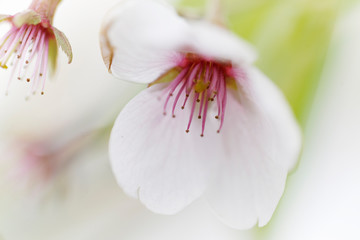 春の染井吉野桜