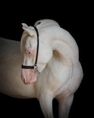 Portrait of a beautiful white horse looks back on black background isolated