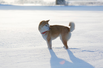 北国の柴犬