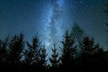 Starry sky with the milky way and trees