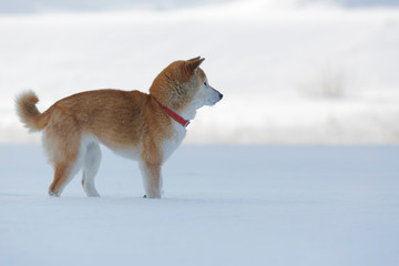 北国の柴犬