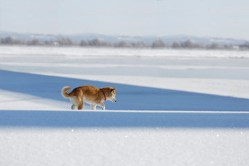 凍りついた川をバックに歩く柴犬