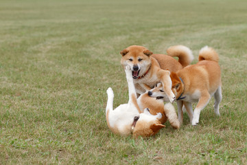 野原で遊んでいる柴犬の家族