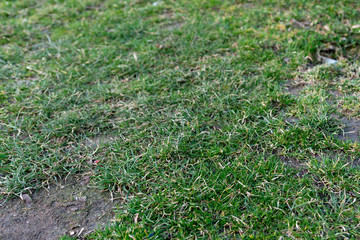 Weed growing on dry cracked soil, Background texture.