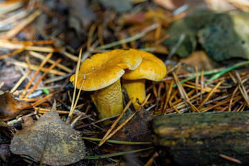 Mushrooms chanterelles in the woods a lot in the fall.