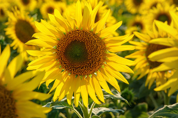 Yellow flower blooming sunflower on a natural background