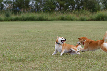 野原で遊んでいる柴犬の家族