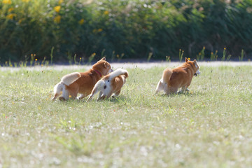 野原で遊んでいる柴犬の家族